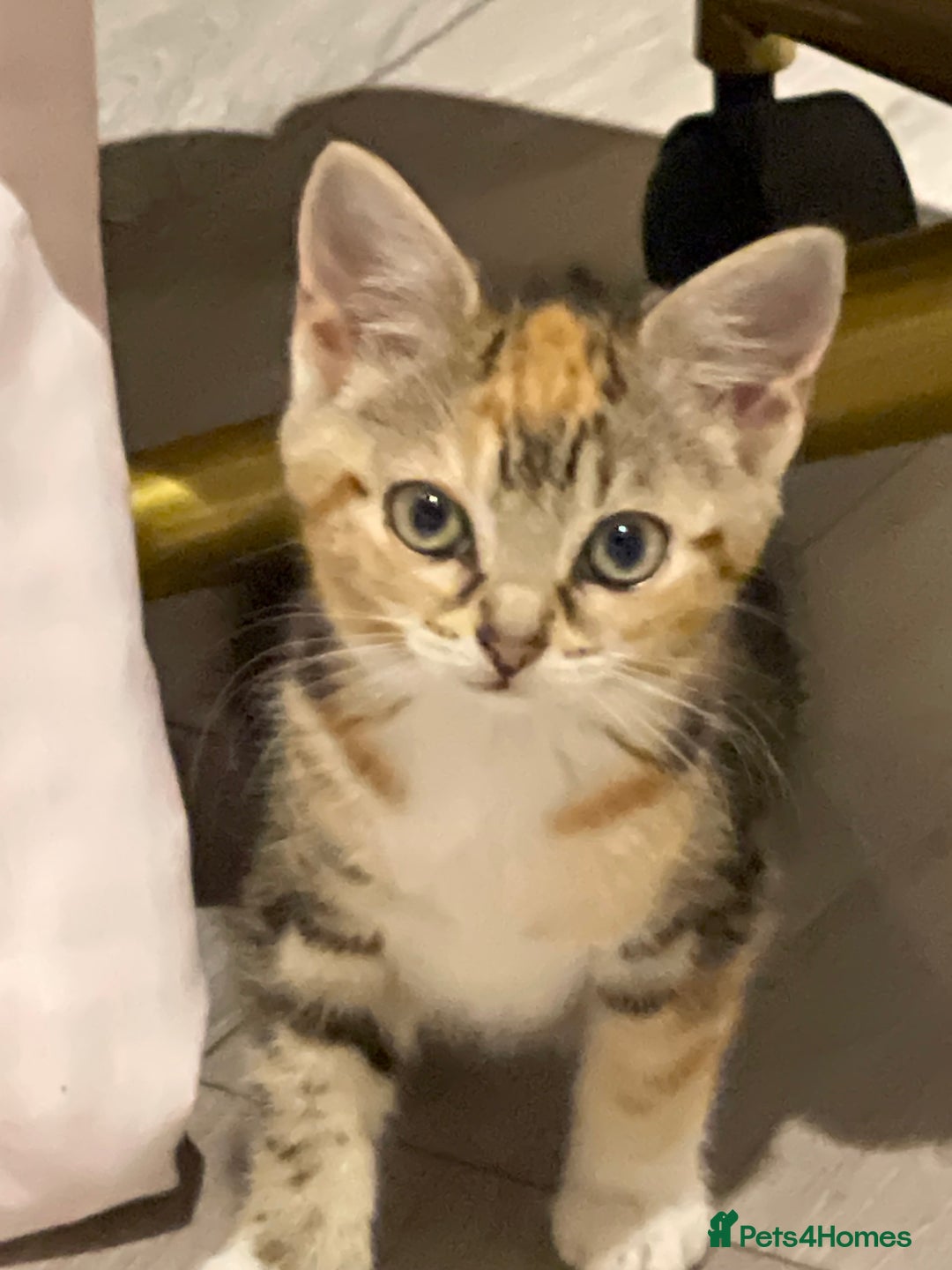 British Longhair cats for sale: 2 ADORABLE FLUFFY BRITISH LONGHAIR KITTENS LEFT!!! - Image 23