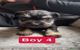 Miniature Schnauzer dogs for sale: Miniature Schnauzer Puppies - Image 4