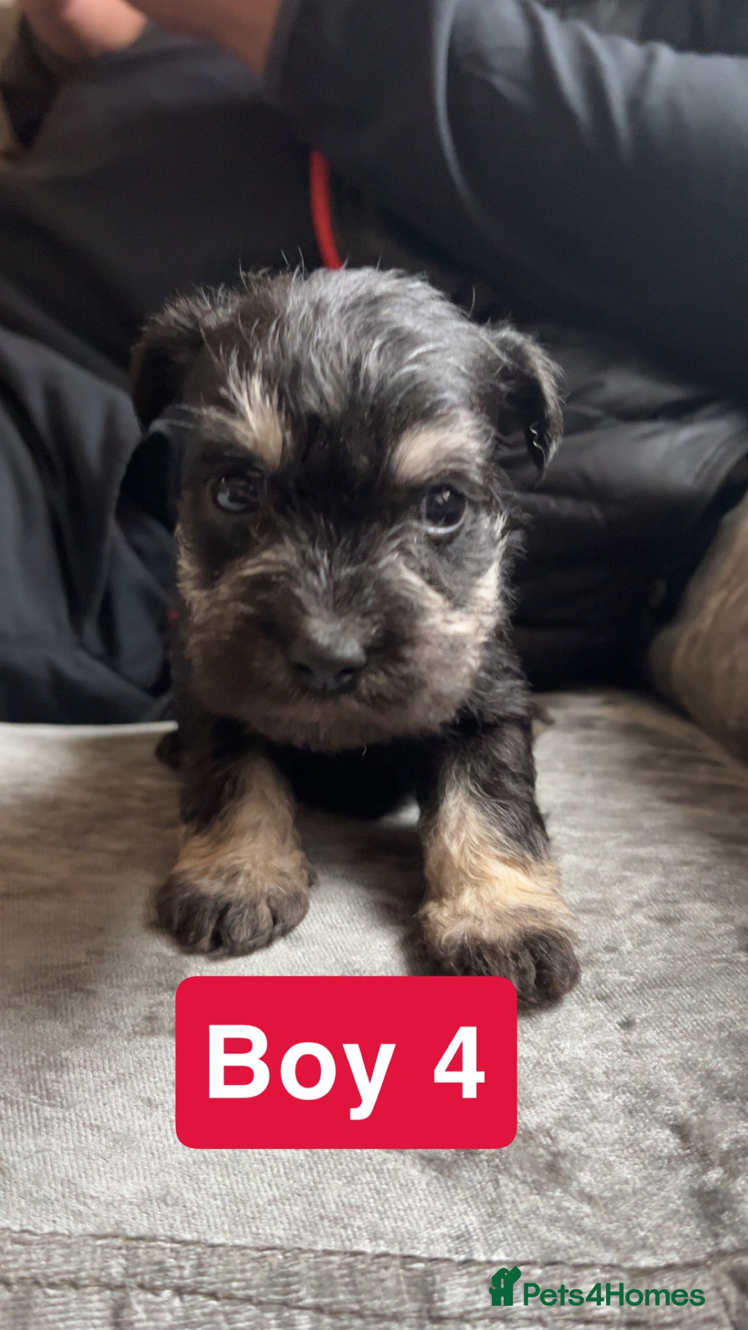 Miniature Schnauzer dogs for sale: Miniature Schnauzer Puppies - Image 4