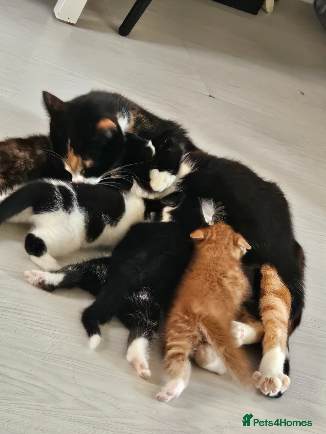 Mixed Breed cats for sale: Adorable kittens ready for their forever homes  - Advert 8