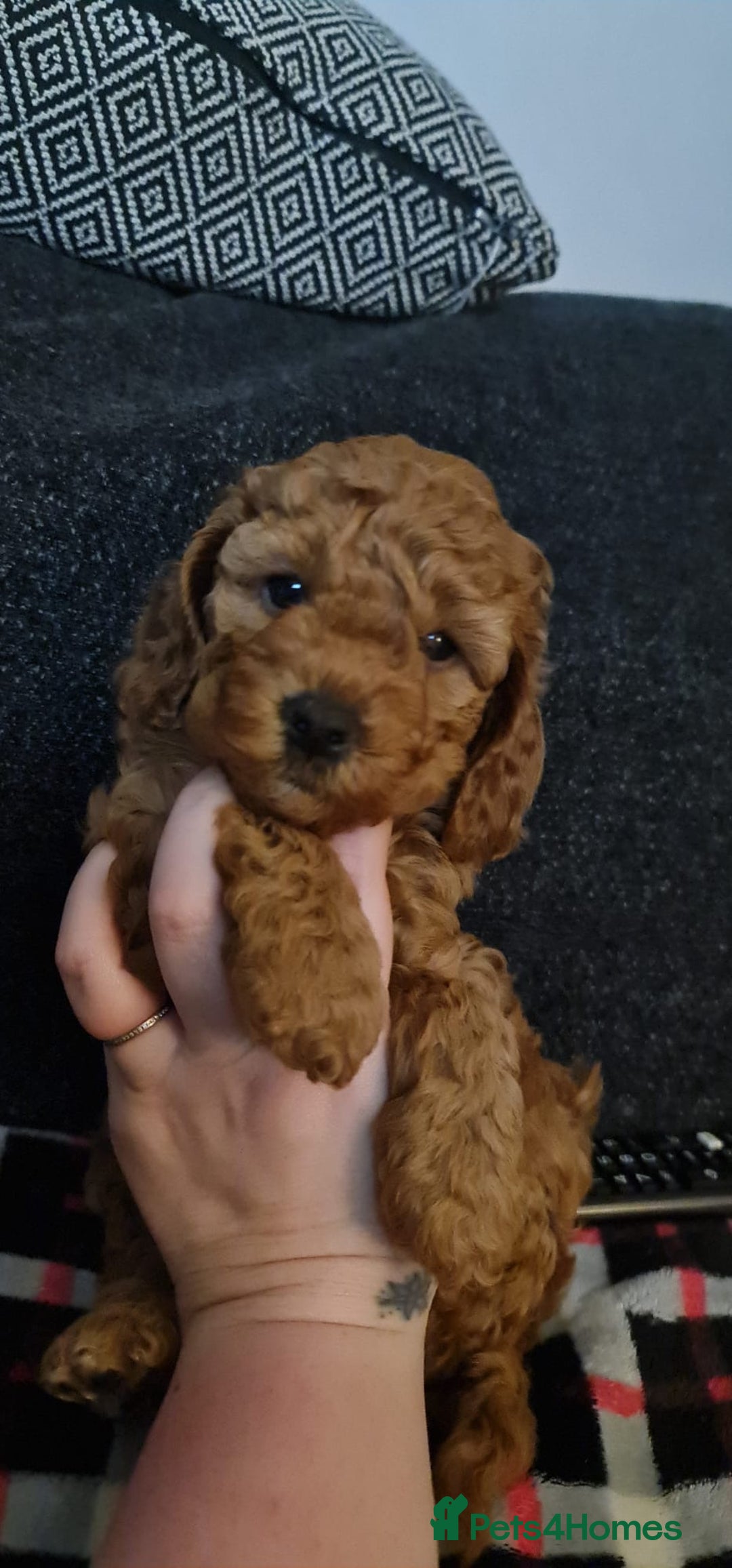 Cockapoo dogs for sale: Stunning Miniature Cockapoo puppies. - Advert 9