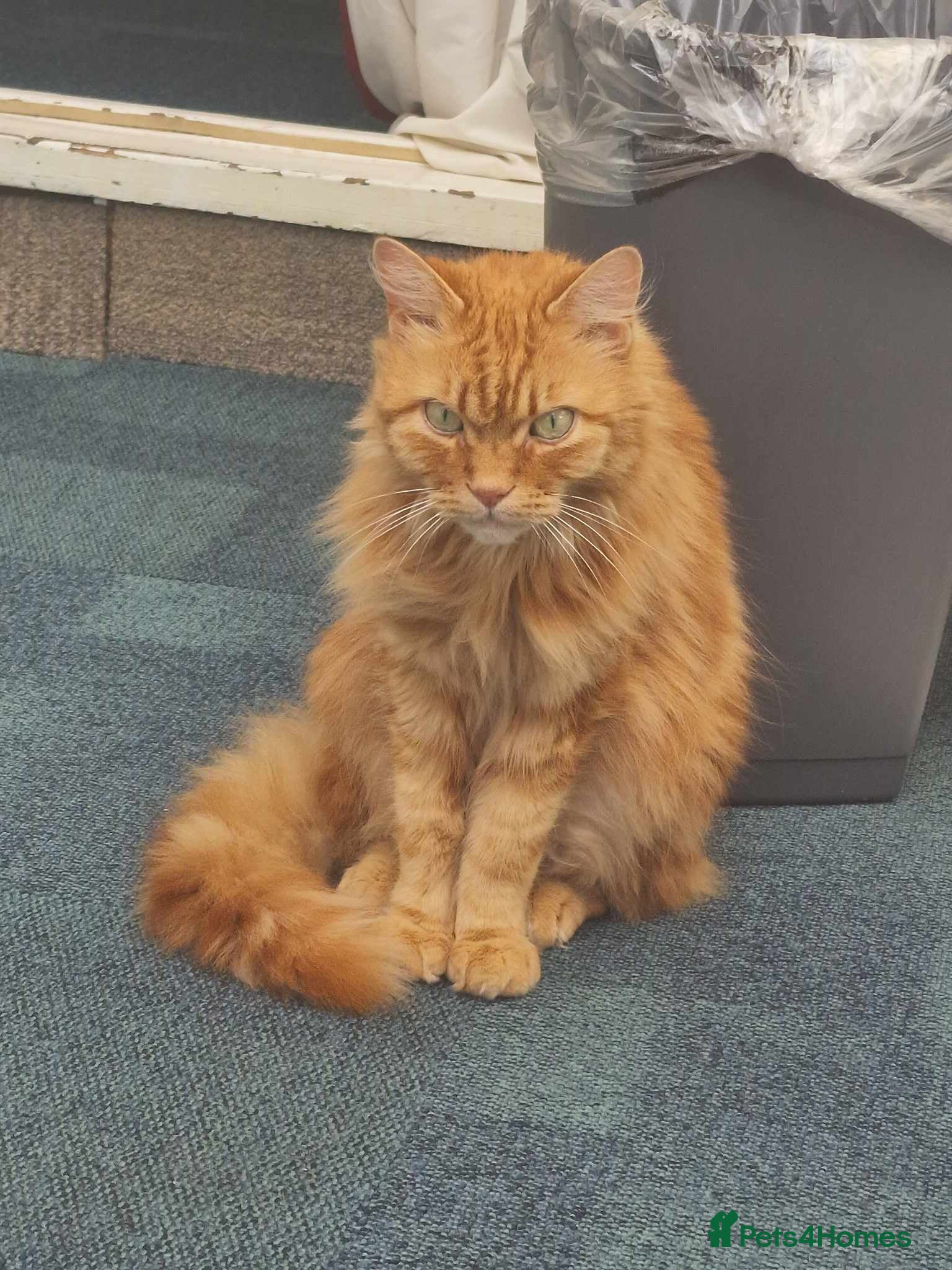 Mixed Breed cats Kenzo 7 Year Old Ginger Cat - Advert 1