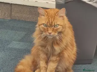 Mixed Breed cats Kenzo 7 Year Old Ginger Cat - Advert 1