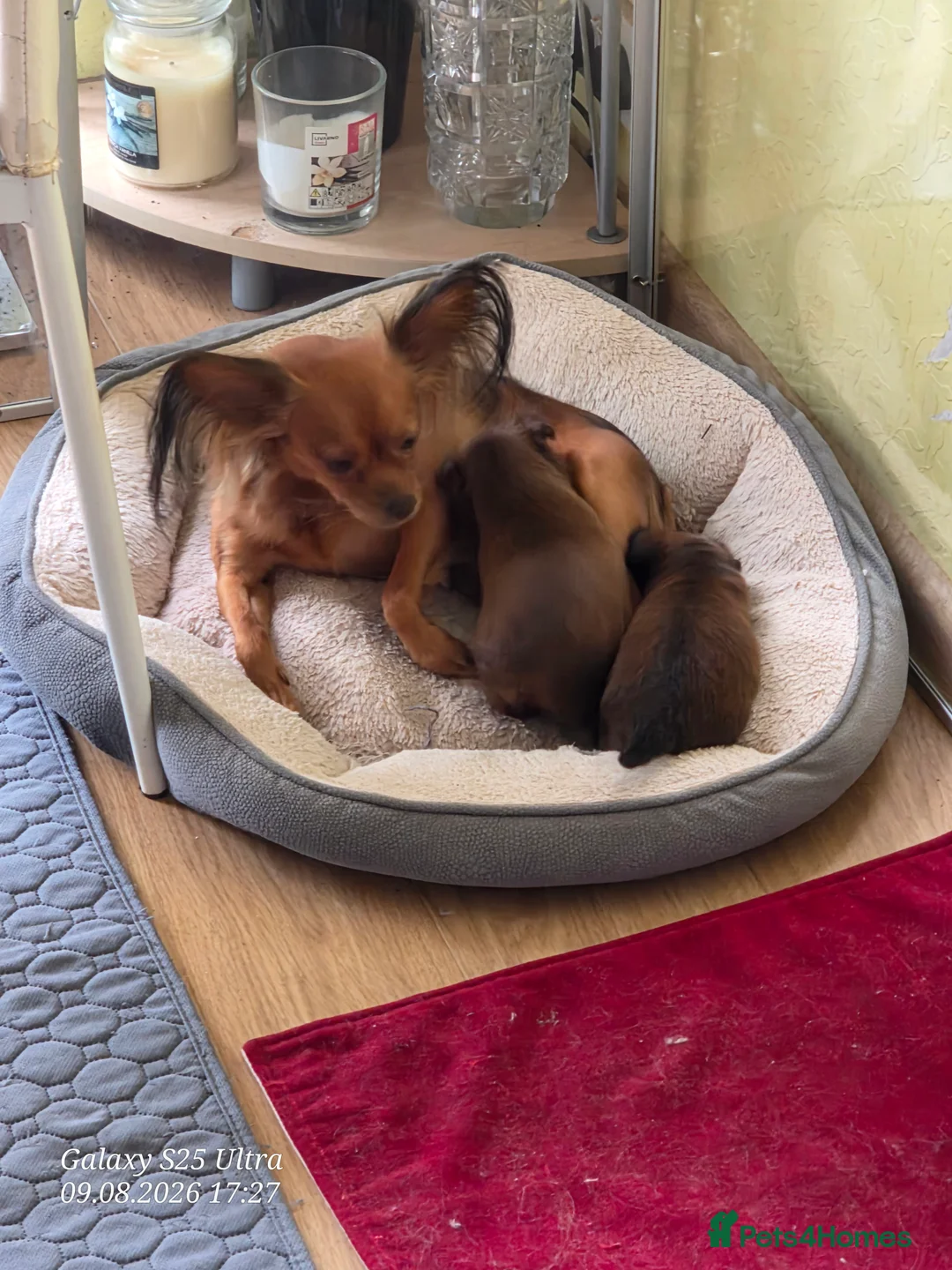 Russian Toy Terrier dogs for sale: Russian Toy long-haired puppies  - Advert 2