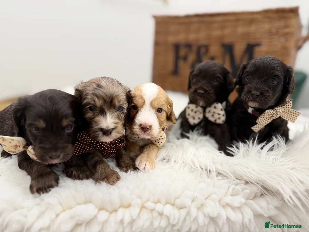 Cavapoo dogs for sale: F1 E ** tensively health tested cavapoos  - Advert 12