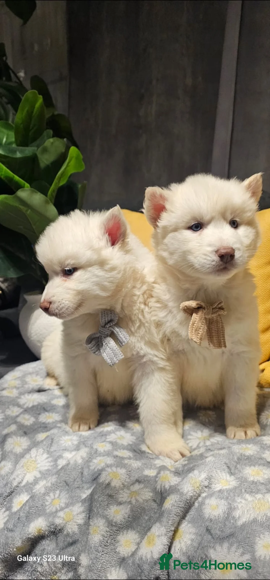 Siberian Husky dogs for sale: Wooly Siberian huskies - fully vaccinated  - Advert 3