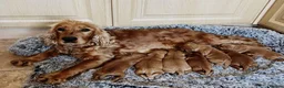 Cocker Spaniel dogs for sale: Stunning Showtype Cocker spaniel puppies in Ashton-under-Lyne - Advert 6