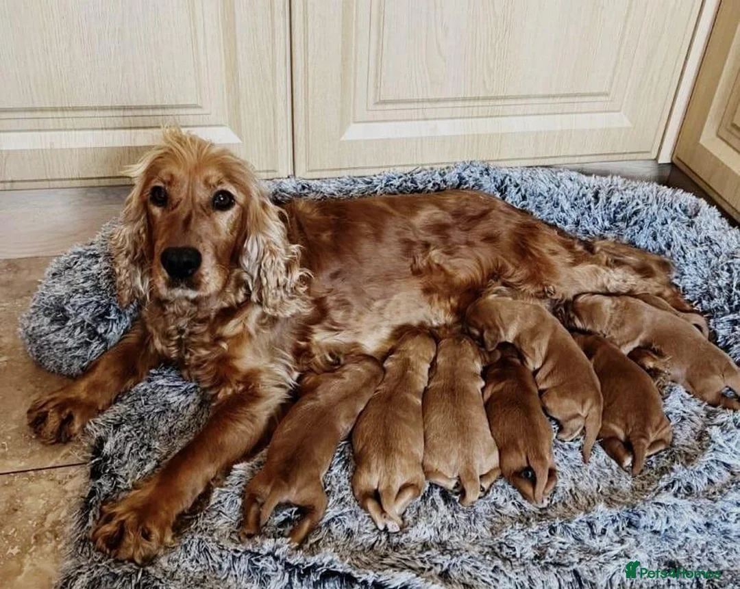 Cocker Spaniel dogs for sale: Stunning Showtype Cocker spaniel puppies in Ashton-under-Lyne - Advert 6
