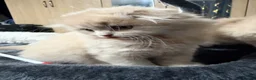 Scottish Fold cats for sale: Fold & Straight Kittens Looking for Loving Homes - Advert 10