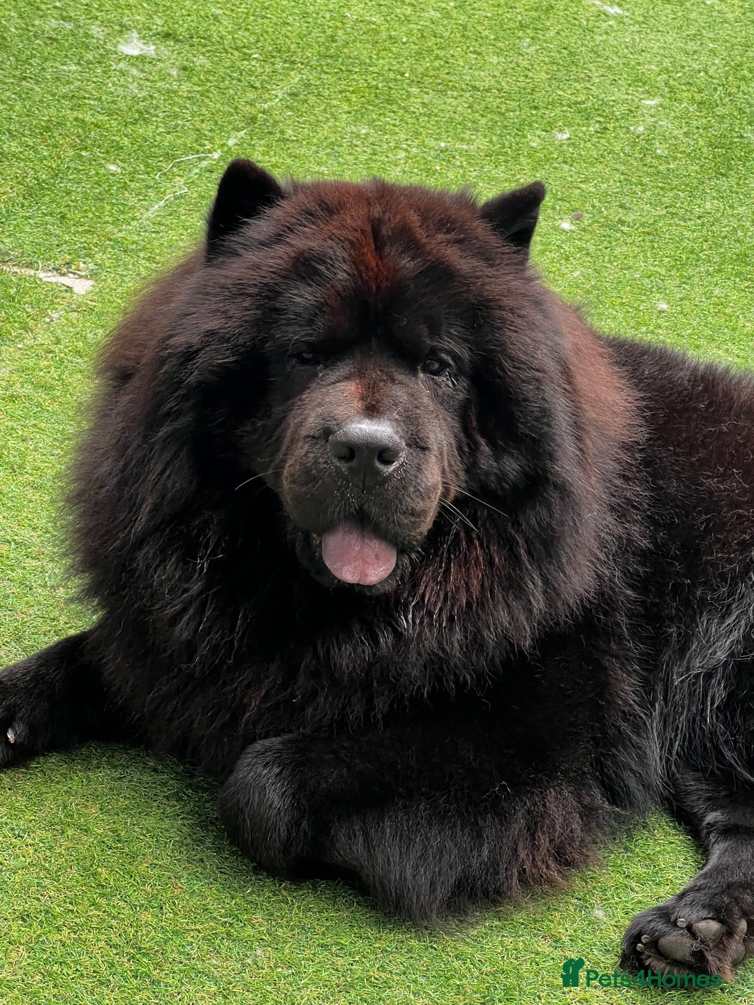 Chow Chow dogs for sale: Chow chow Male looking for a new home  - Advert 2