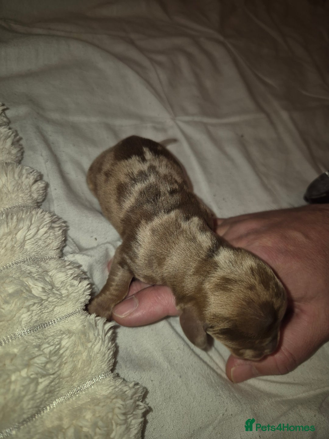Miniature Dachshund dogs for sale: 🐶 Stunning Miniature Dachshunds ❤️ - Advert 4