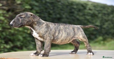 English Bull Terrier dogs - Advert 13