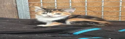 Mixed Breed cats for sale: Beautiful Kittens looking for their forever homes  - Advert 9