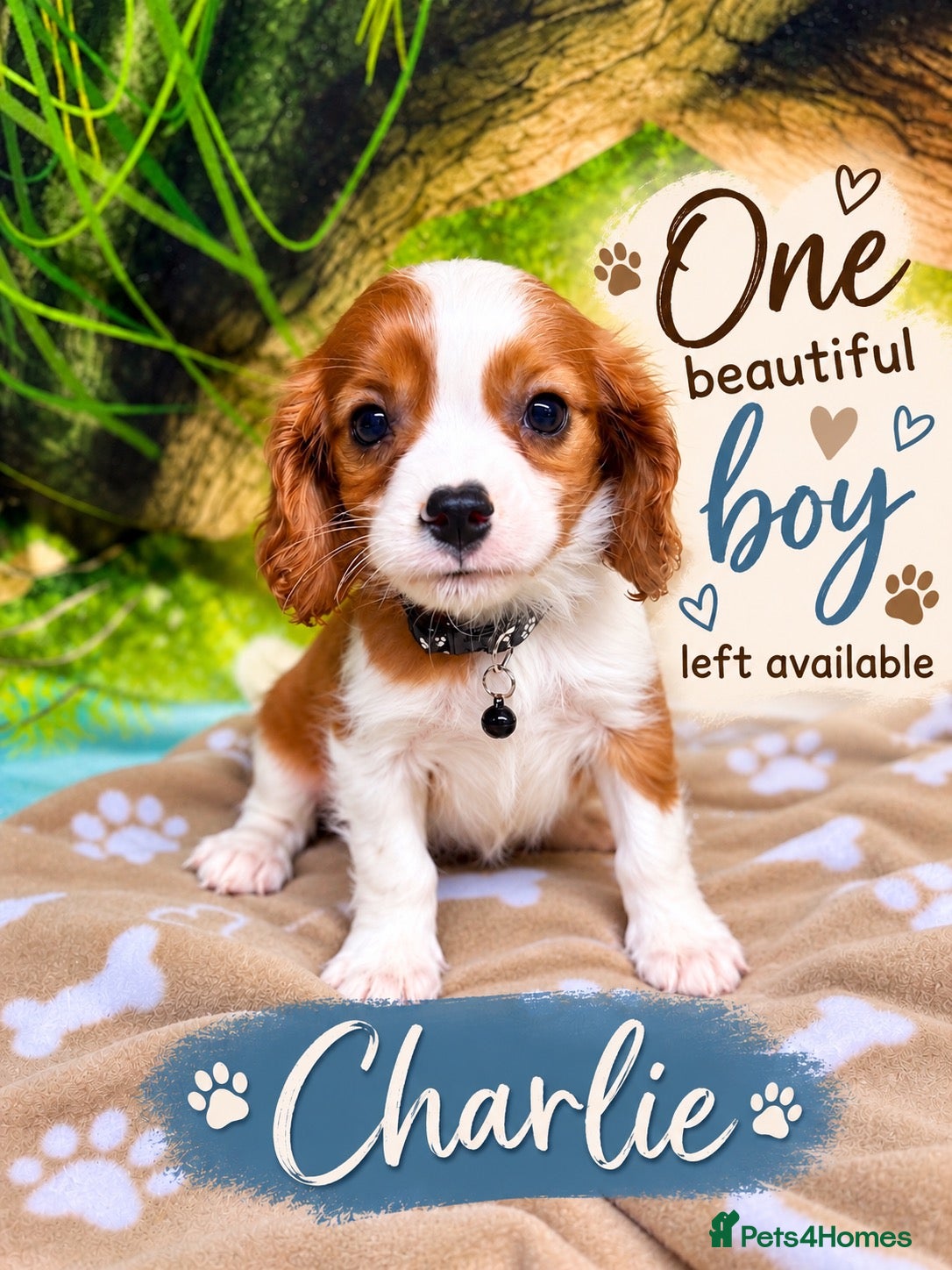 Cavalier King Charles Spaniel dogs Cavalier King Charles Spaniel pups- DAD DNA TESTED - Advert 1