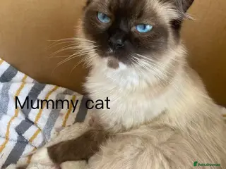 Ragdoll cats Very fluffy Cats for sale - Advert 1