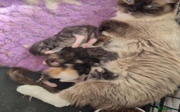 Ragcoon cats for sale: Stunning ragcoons - Image 8