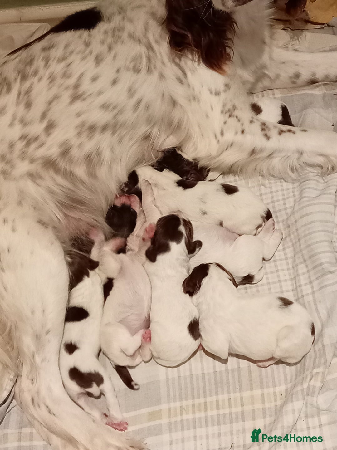 English Springer Spaniel dogs for sale: KC Reg English Springer Spaniels - 2 girls left - Advert 12