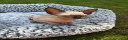 Sphynx cats for sale: Beautiful Canadian Sphynx Boy – Ready for His Home - Advert 12