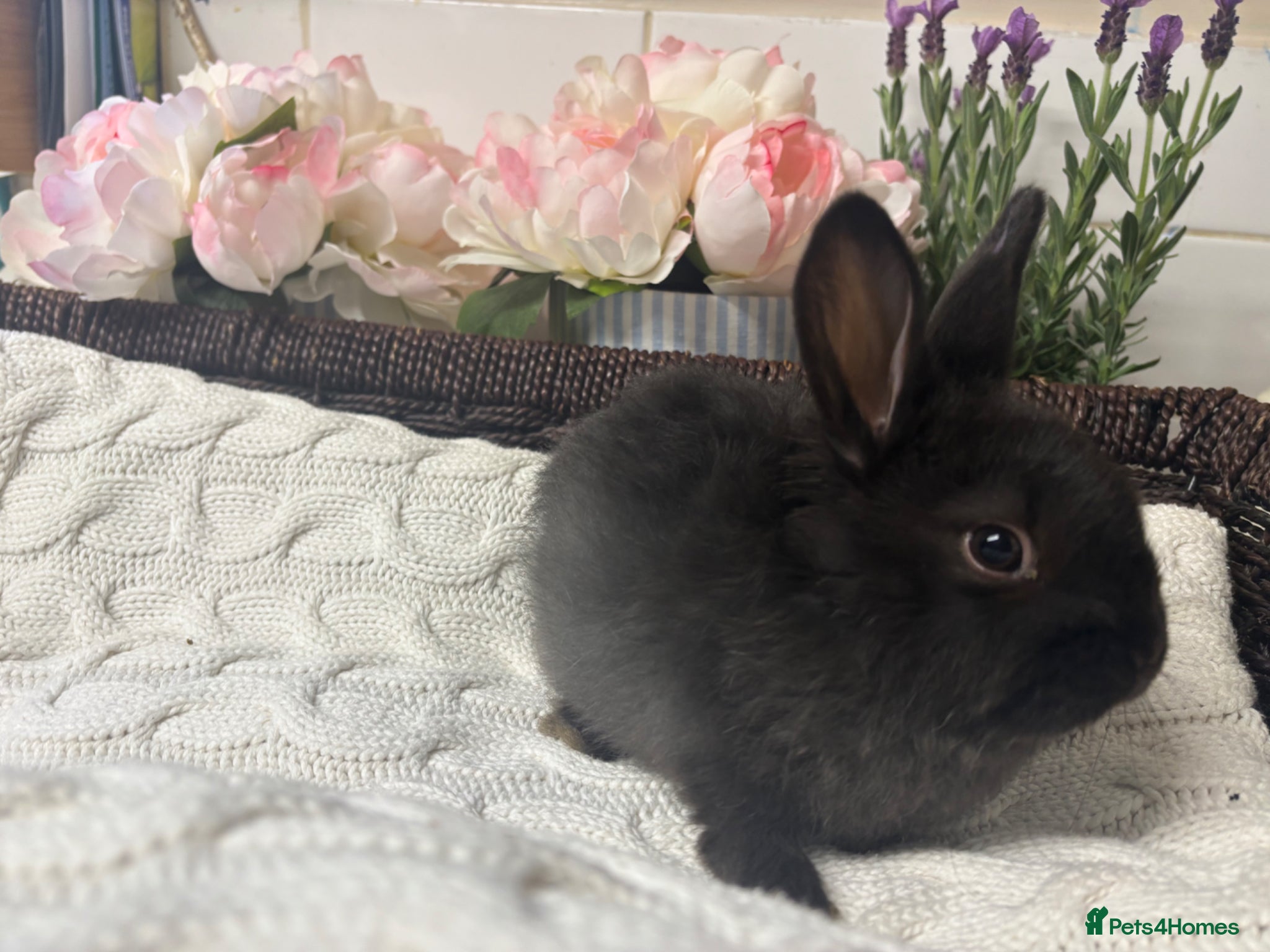 Mixed Breed rabbits Sallander x lop buck ready to leave now  - Advert 19