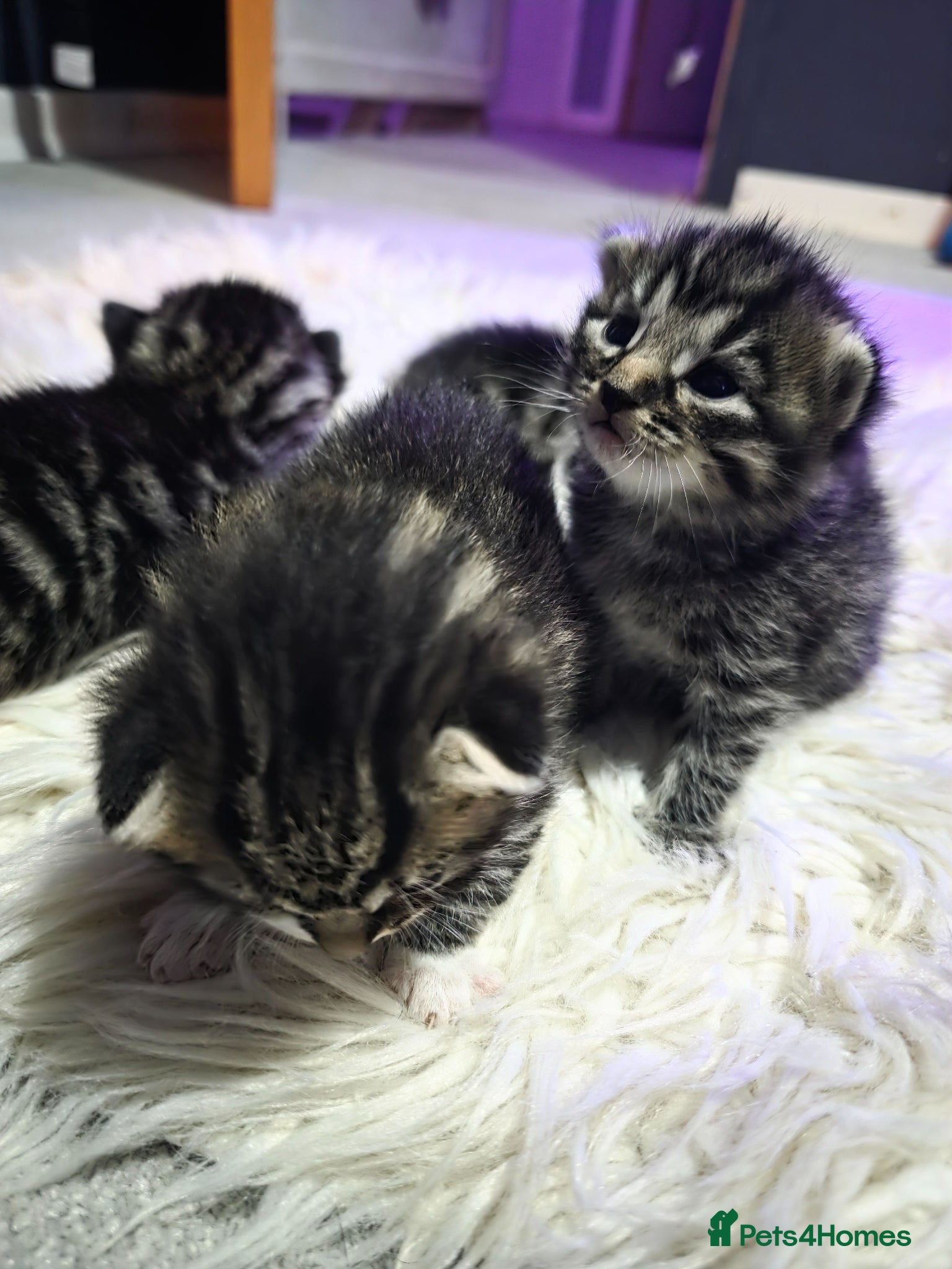 Mixed Breed cats for sale: Bengal mix in Margate - Advert 5
