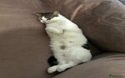 Domestic Shorthair cats for sale: boy cat  - Image 3