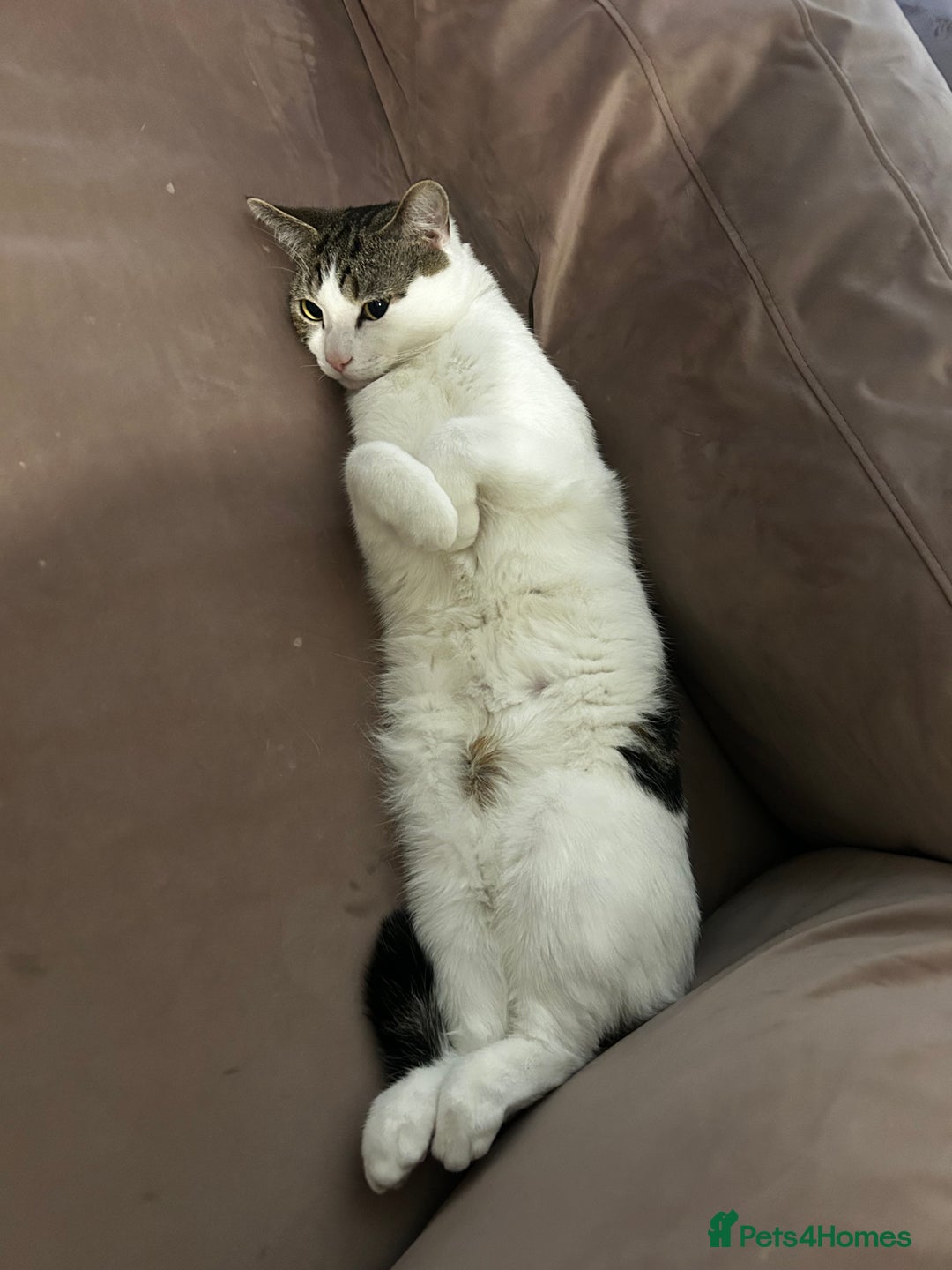 Domestic Shorthair cats for sale: boy cat  - Image 3