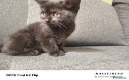 Scottish Fold cats for sale: Scottish fold kittens - Image 11