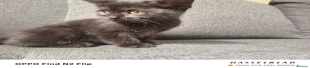 Scottish Fold Kitten 4