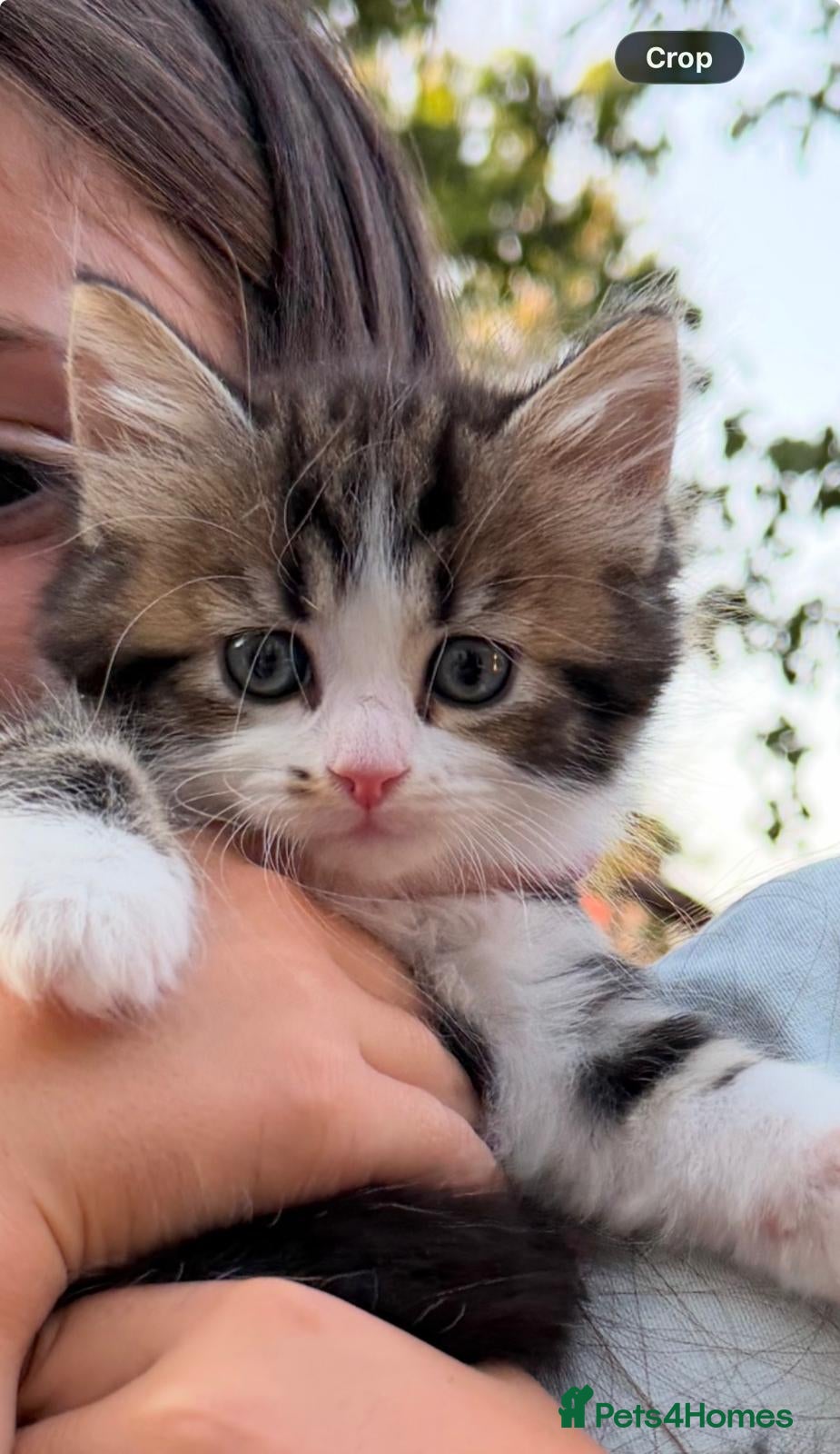 Mixed Breed cats Two fluffy kittens- FEMALE - Advert 5