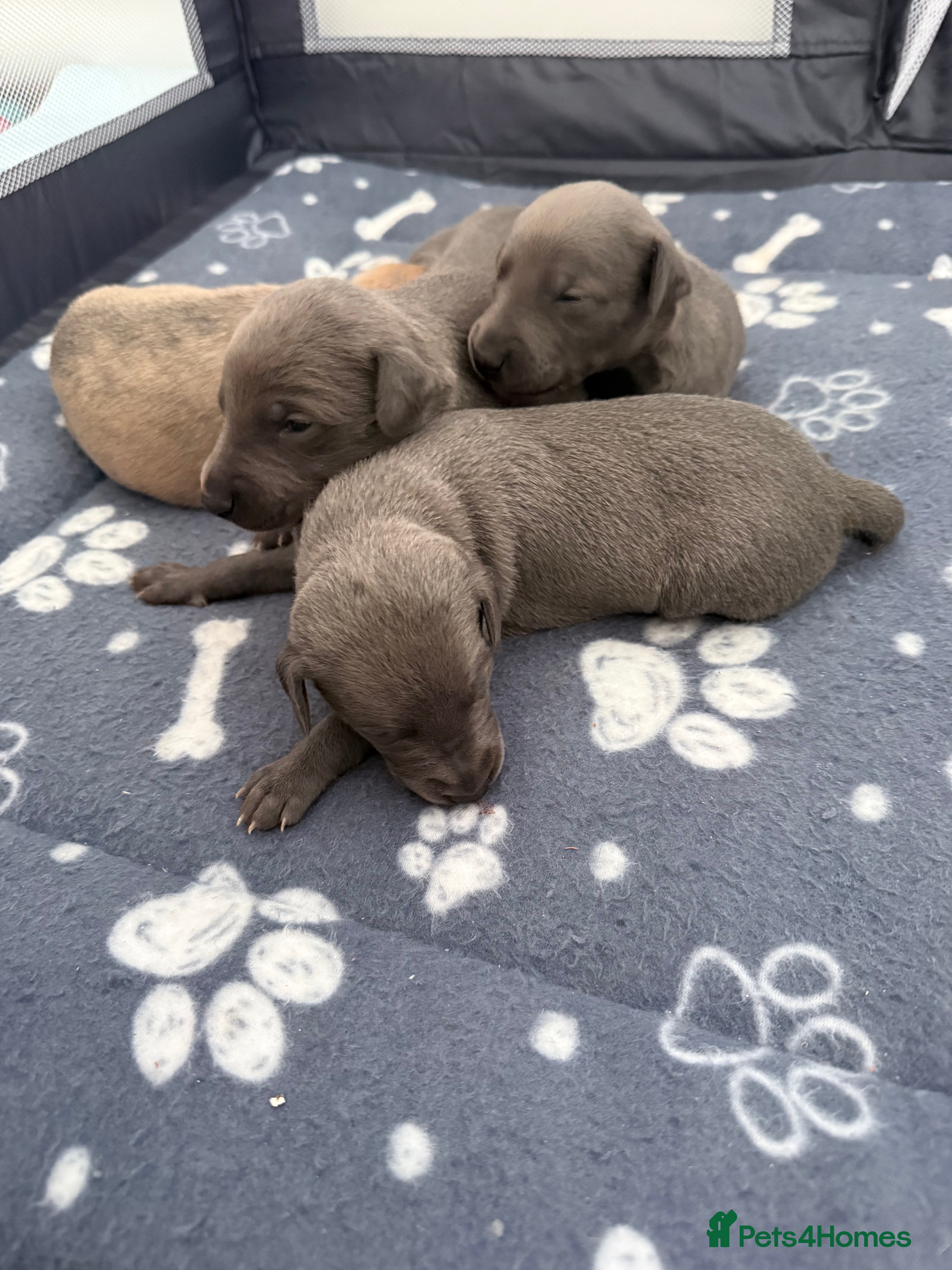 Whippet dogs Beautiful KC registered whippet pups - Advert 7