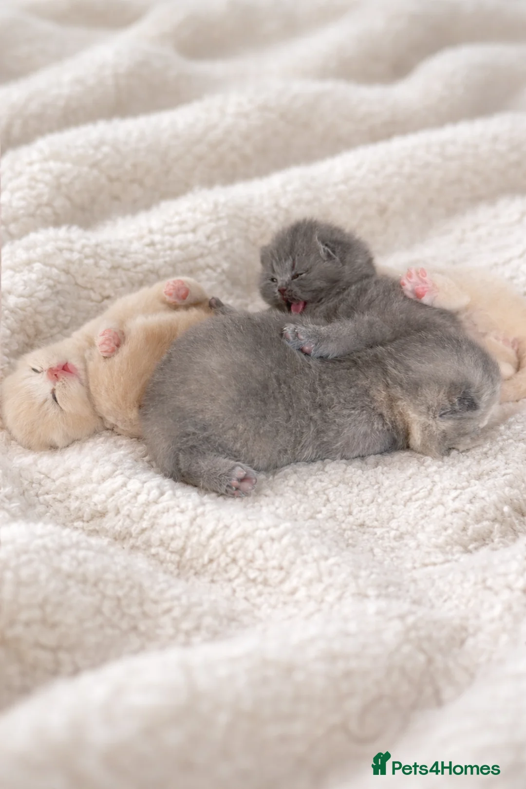 British Shorthair cats for sale: British Shorthair kittens 🩶 - Advert 1