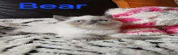 Exotic cats for sale: PEDIGREE GCCF PERSIAN EXOTIC BABIES - Advert 14