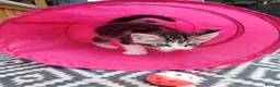 Mixed Breed cats for sale: Half Pedigree kittens - Advert 5