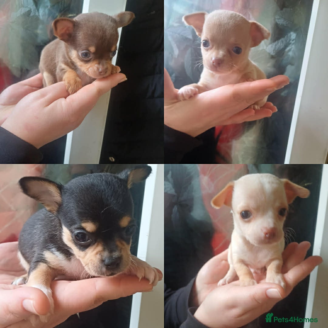 Chihuahua dogs Beautiful mini chihuahua puppies - Advert 6