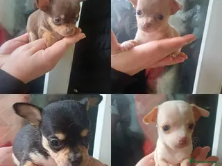 Chihuahua dogs Beautiful mini chihuahua puppies - Advert 6