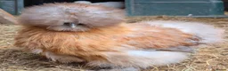 Chickens poultry for sale: Mixed Purebred USA Silkie POL Pullets Available  - Advert 3