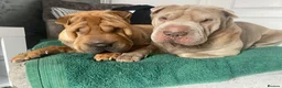 Shar Pei dogs for sale: 🐾💕 LAST LITTLE KC SHAR PEI GIRL 💕🐾 - Advert 16