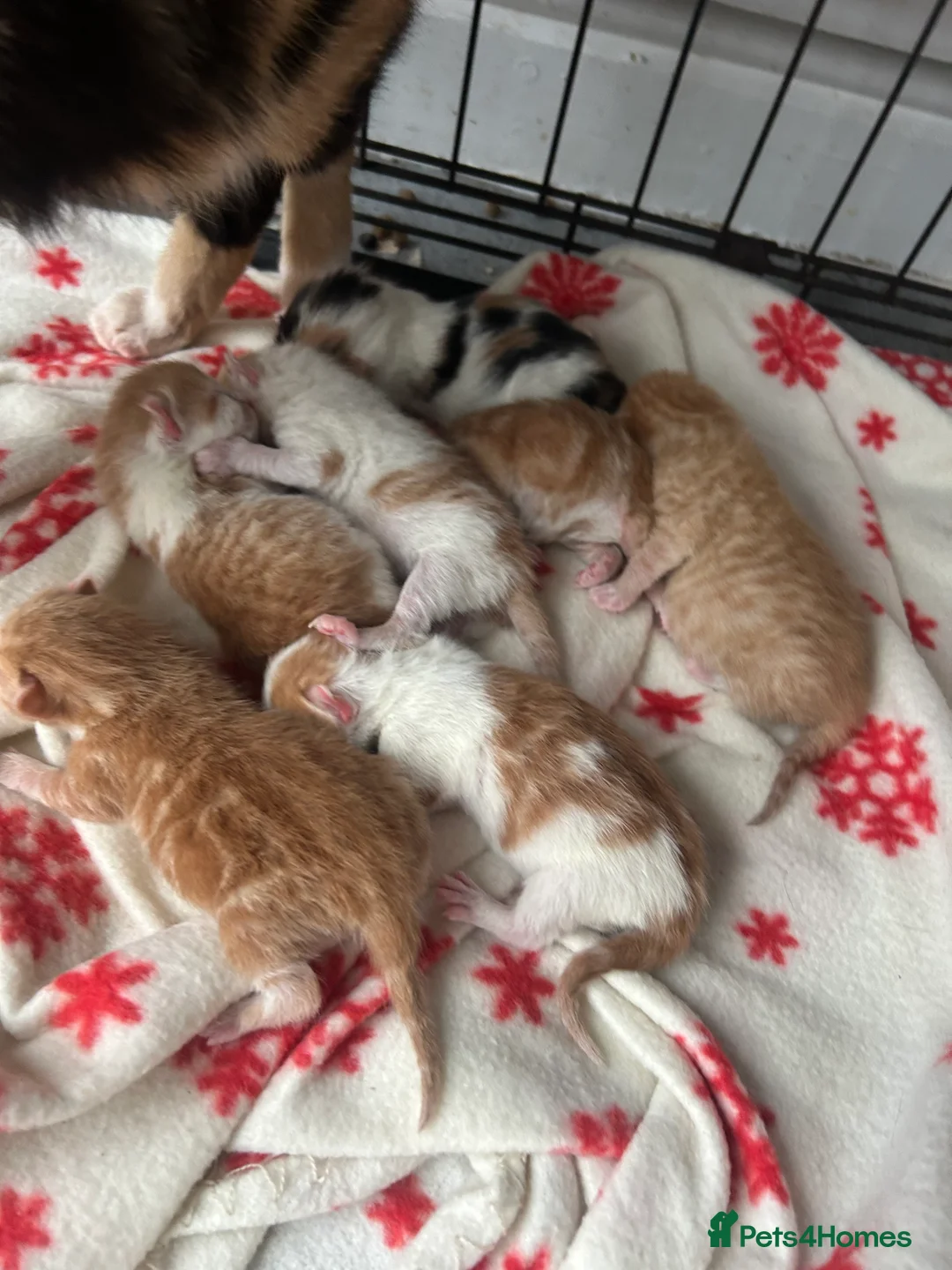 Mixed Breed cats for sale: Mixed bread - Advert 1