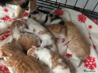 Mixed Breed cats Mixed bread - Advert 10