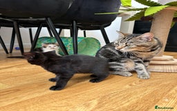 Mixed Breed cats for sale: Adorable mixed breed kittens for sale  - Image 10