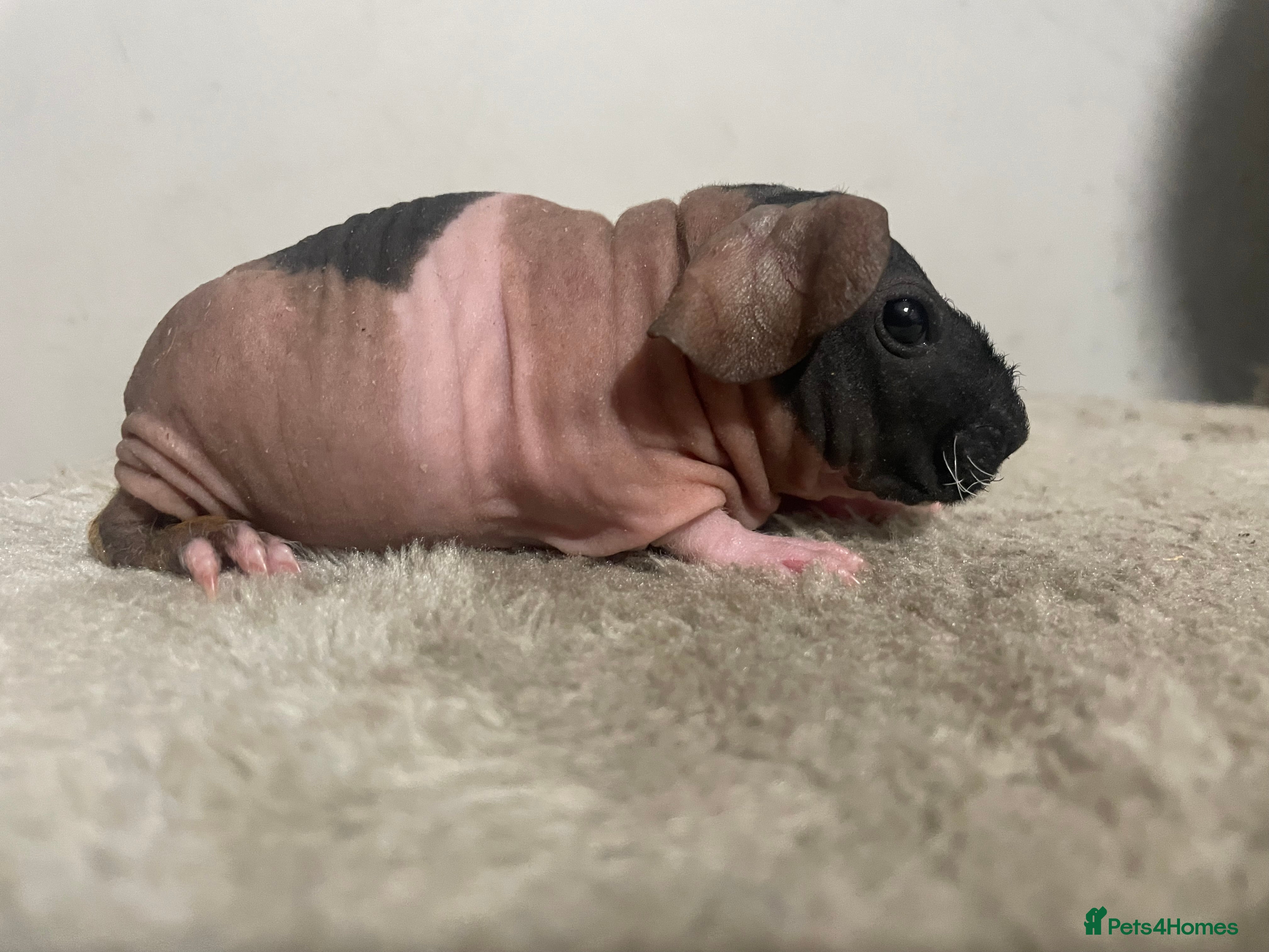 Guinea Pig rodents Female tri skinny pigs - Advert 1