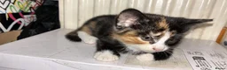 Mixed Breed cats for sale: Velvet kisses  - Advert 7