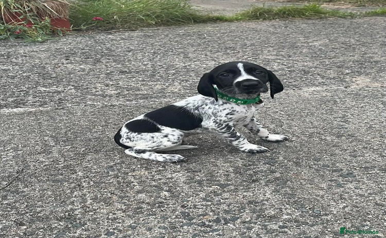 German Shorthaired Pointer dogs - Advert 2