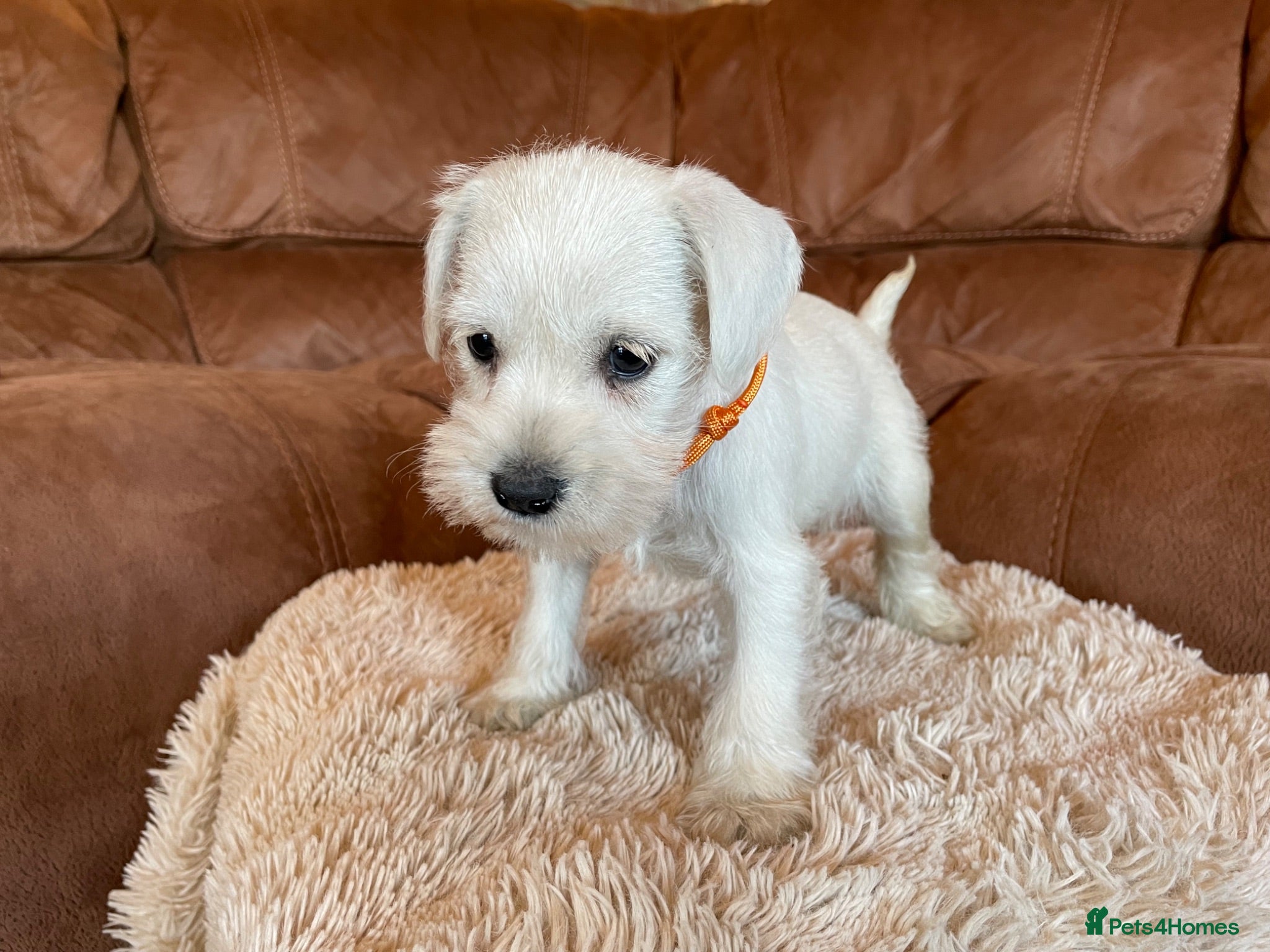 Miniature Schnauzer dogs Miniature schnauzer  - Advert 2