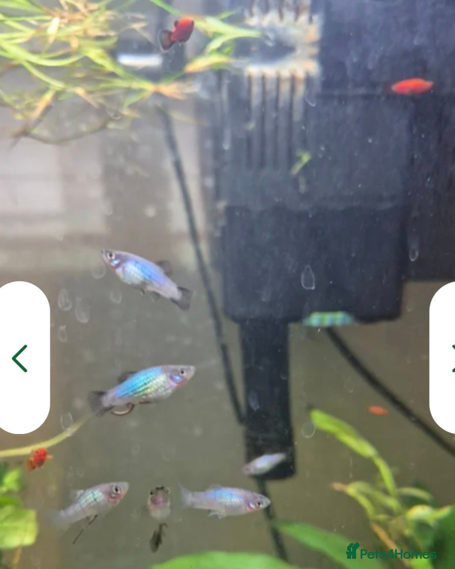 Platies fish Blue/Orange Platy babies & 3 Zebra, 3 Pearl Danios - Advert 23