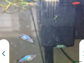 Platies fish Blue/Orange Platy babies & 3 Zebra, 3 Pearl Danios - Advert 23