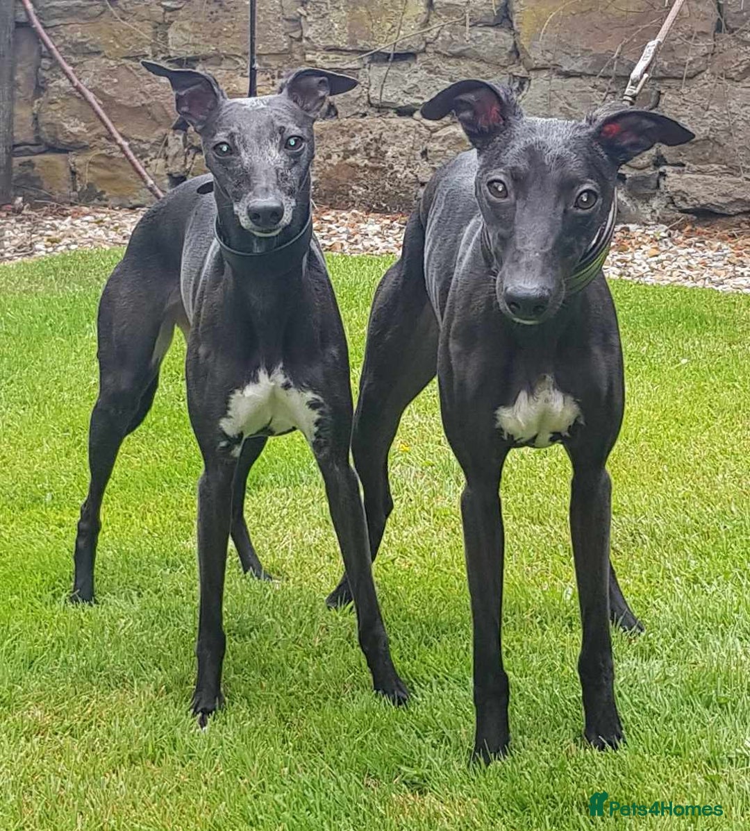 Whippet dogs for sale: Sporting bred whippet puppies  - Advert 1