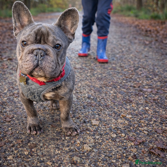 French Bulldog dogs  Loving French Bulldog  - Advert 1