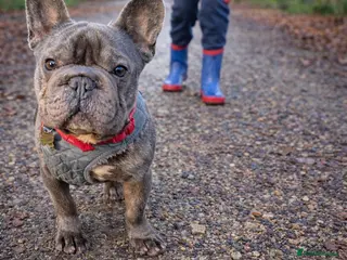 French Bulldog dogs Loving French Bulldog - Advert 1