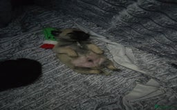 Pug dogs for sale: X2 beautiful male pugs - Image 5